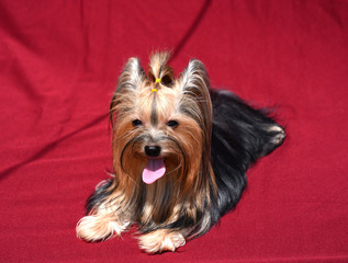 Yorkshire Terrier