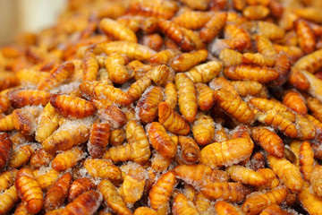 fried silk worms in the market