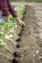 Planting a pepper seedlings