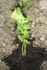 Parsley growing in the garden