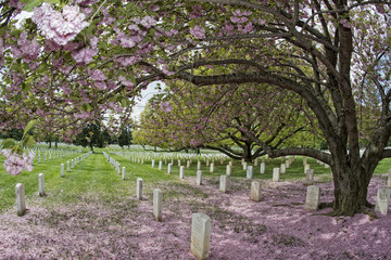 arlington cemetery graveyard