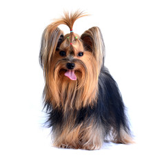 yorkshire terrier isolated on white