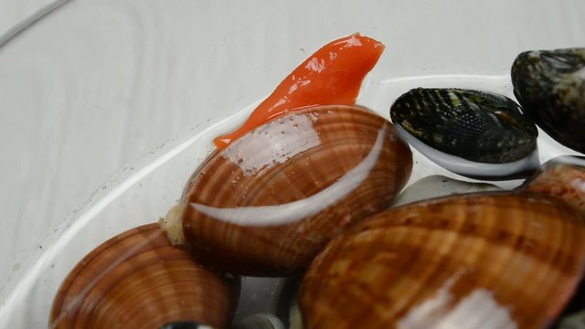 mollusc fasolari live 
