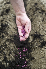 Gardener sows seeds in soil 
