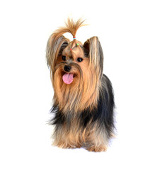 yorkshire terrier isolated on white