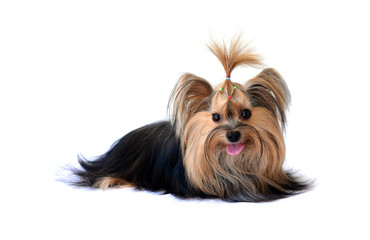yorkshire terrier isolated on white
