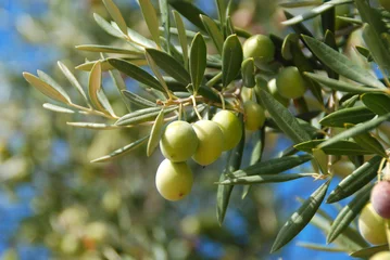 Foto auf Acrylglas Olivenbaum OLIVENBAUM