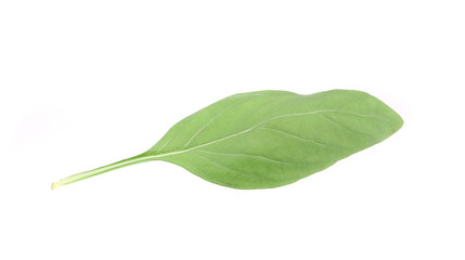 Obraz premium Close up of green fresh basil.