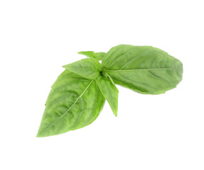 Close up of green fresh basil.