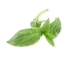 Obraz premium Close up of green fresh basil.