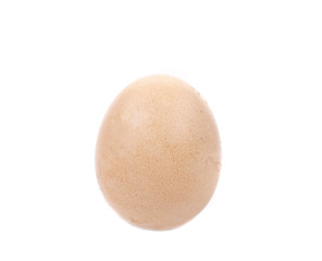 Close up of brown egg.