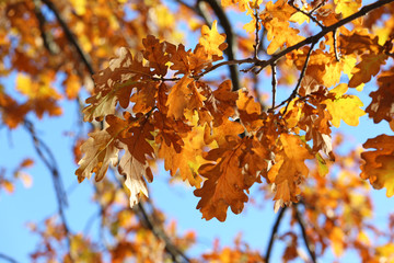 Herbstliche Blätter der Eiche