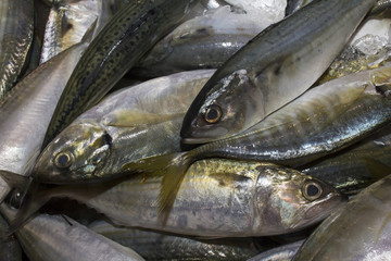 Fresh Tuna fish seafood