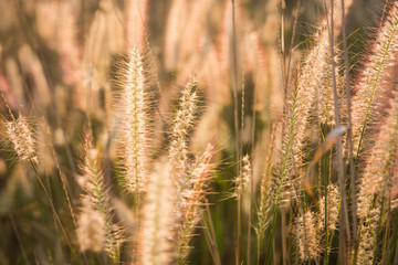Fototapeta premium plants grass field at gold sunset