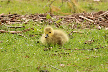 Baby Canada goose in the grass