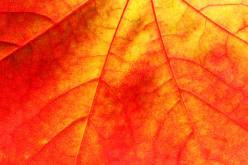 Fototapeta premium Maple leaf close up background