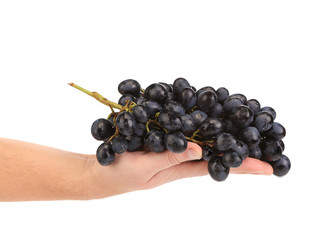 Black grapes in hand.