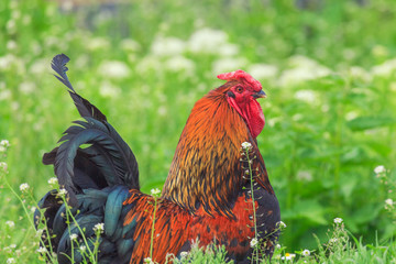 Beautiful colored cock