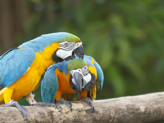 Pair of Macaw birds in love