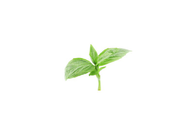 Close up of basil leaves.