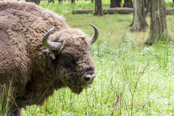Bialowieski National Park - Poland. Aurochs head. © Doin Oakenhelm