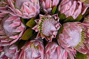 Königs-Protea