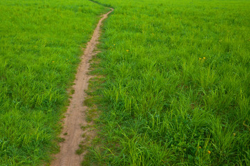 Rural footpath in a field among green grass