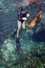 Naklejka premium Puppy sea lion underwater while playing with a snorkelist