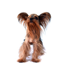 yorkshire terrier isolated on white