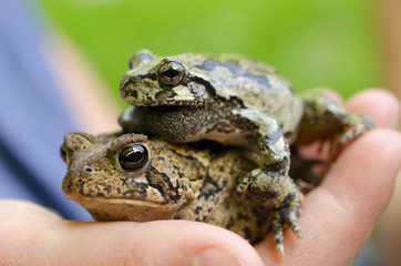 Piggyback Toads