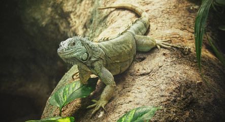 Iguana