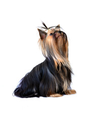 yorkshire terrier isolated on white