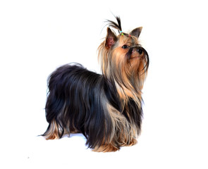 yorkshire terrier isolated on white