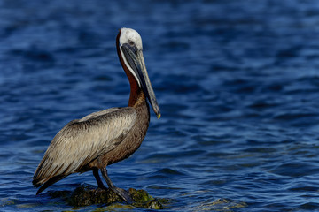 brown pelican, florida keys