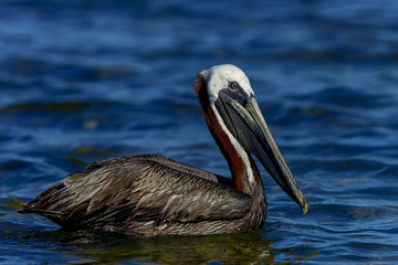 brown pelican, florida keys