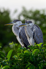great blue heron, wacodahatchee