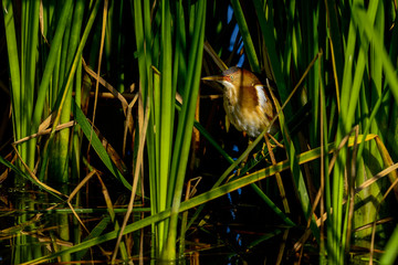 least bittern, viera wetlands