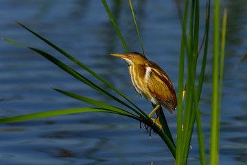 least bittern, viera wetlands