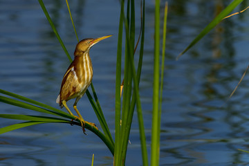 least bittern, viera wetlands