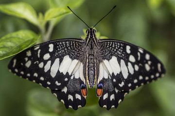Black and White Butterfly