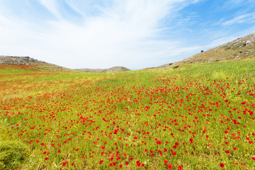 Kreta - Griechenland - Blütenmeer von Prevelhi