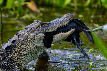 american alligator, viera wetlands