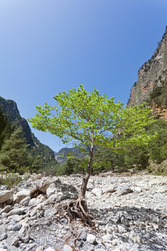 Kreta - Griechenland - Junger Baum in der Samaria-Schlucht