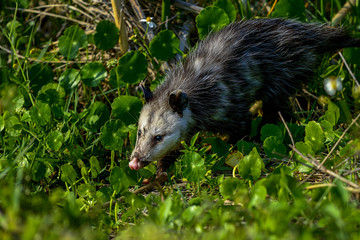 virginia opossum, viera wetlands