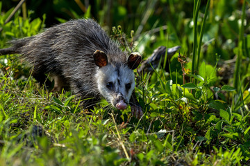 virginia opossum, viera wetlands