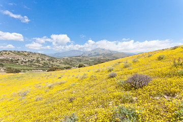 Kreta - Griechenland - Bl&uuml;tenmeer von Agia Galini