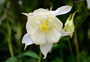 Obraz premium Aquilegia flabellata flowers with green background