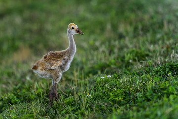 sandhill crane, viera wetlands