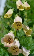 Yellow foxglove flowers and leaves © louizaphoto