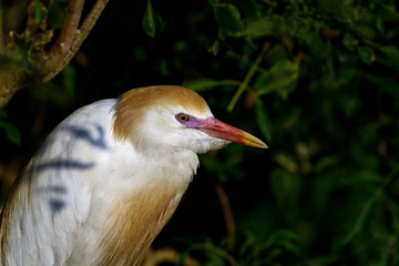 cattle egret